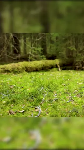 Episode 81 | Build a Bushcraft Shelter in Wilderness. Part 1. #wood #bushcraft #survival 