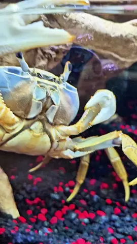 If you've been following me a long time, you might remember how after Howie's last molt she went through a phase where she only wanted to eat under water. Well, she's doing it again 😆 #howiethecrab 