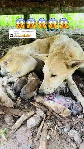 Replying to @user1716534320309  And the journey of New Life of a puppy 🐶 begins  #fyp #pet #foryou #dogsoftiktok #puppy #foryoupage #petlover #rescue #fy #dog #feedstraydogs #4u #gashomushelter 