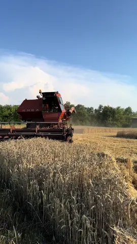 #рекомендации #рек #комбайн #комбайнеры #нива #ниваск5 #жнива #жнива2024 #агро #пшениця #україна🇺🇦 