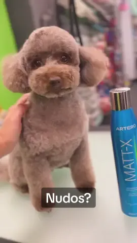 Déjate ayudar por el spray desenredante acondicionador Artero Matt-x verás como el pelo se abre mucho más rápido!!  Ideal para desenredar y mantenimiento de cepillado en casa. Tu lo usas?? @Artero Pet Care #Artero #arteromattx #mattx #desenredante #cepillado #amoranimal #mascotastiktok #caniche #canichetoy #canichesmallorca #peluqueriacanina #martorellxisca 