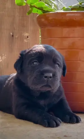 #fyp #parati #foryou #foryoupage #viral #dog #dogsoftiktok 🥰🤍🫣🐶