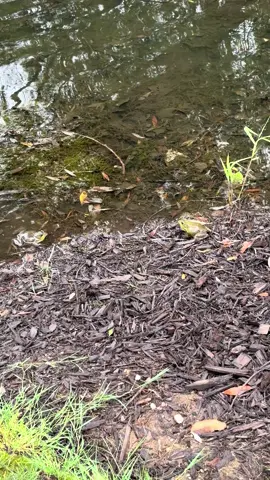 this could be us but you playin 😩 #frog #animalfight #frogsoftiktok #natureismetal 