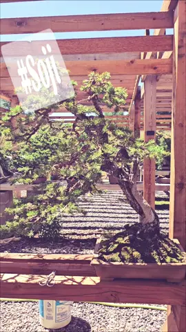 #soji #bonsai #bonsaitok #weeding #colorado #bluespruce #yamadori 