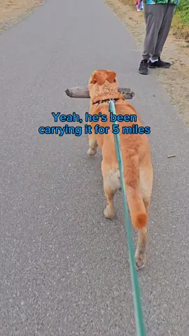We walked 14 miles. He kept it.  Disclaimer: Bryce and I are cross country hikers. We are currently training for a 2000 mile hike. Please do not take your dog out and try a double digit day, without working them (and yourself) up to it. Happy hiking! #dog #fypシ゚viral 