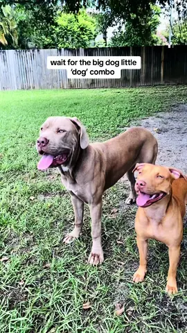 shes a big dawg😤 #viral #funny #bigdog #pitbull #catsoftiktok #dogsoftiktok #fyp #funnyanimals 