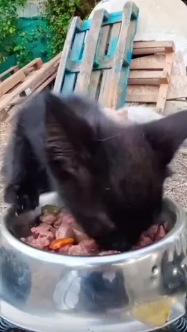 Cat bully’s kitten from food… 😢 #cat #kitten #bully 