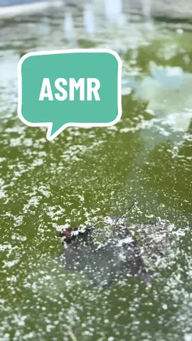 ASMR… plus, I have about 5 green to cleans coming your way!  #p#poolcarew#weeklymaintenancec#cleanupl#lakesidep#poolpartys#swimtimel#licensedi#insuredl#localbusinesse#equipmentrepaird#donerights#stormcleanupe#electricalp#poollighta#asmrp#poolasmrw#waters#summertimes#salts#saltpools#saltstartups#saltsystemp#poolsaltp#pools#sandfilterf#filterreplacementj#july4thh#hottubp#povgreenpool