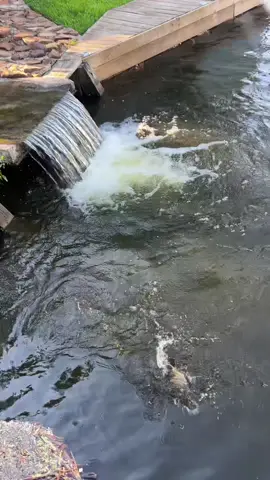 Fishing in a waterfall #fyp #catchcleanandcook #beardedfisherman #fishing #fish 