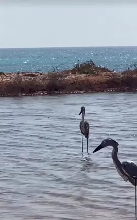 #اللهم_صلي_على_نبينا_محمد #ابونهيان #الصنقري_🇪🇬🇪🇬 