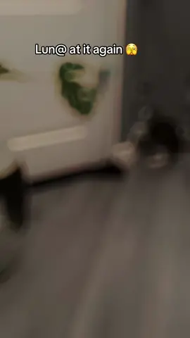 Just a silly cat @Ceci #fyp #catsoftiktok #petsoftikttok 