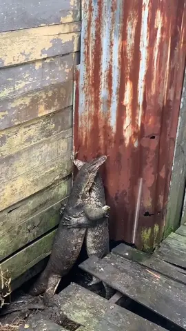 Biawak kalo lagi berantem keliatan mesra banget apalagi kalo lagi bermesraan 😅 @fnhnff  #varanussalvator 