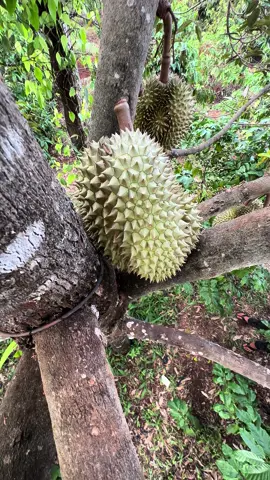 cơm này bao phản nha ae 😘#durian #buônmathuột #xuhuong #mộngkha 
