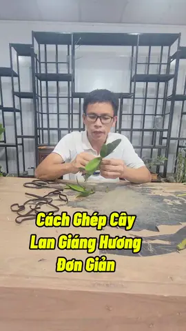 Cách Ghép Hoa Lan Giánh Hương #hoalan #cachghephoalan #langianghuong #trongcay #kichre #kichhoa #namxelan90 