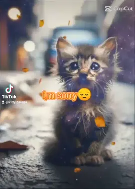 #animalsoftiktok #sadsong #cutecat #animalcontent 