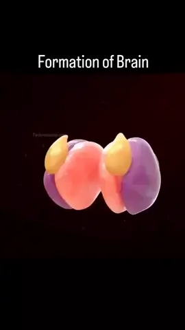 Yoga and meditation for brain health:  👉The brain, with its complex structure including the cerebrum for cognitive functions, the cerebellum for coordination, and the limbic system for emotions, greatly benefits from practices like yoga and meditation.  👉Yoga and meditation are more than just relaxation techniques. They enhance brain function, effectively reduce stress by activating the body’s relaxation response, and improve emotional balance by regulating areas such as the amygdala.  👉Furthermore, they promote neuroplasticity, the brain’s ability to form new neural connections, essential for learning and recovery.  👉Additionally, yoga and meditation are proven to mitigate symptoms of depression and anxiety, supporting overall mental health.  Practicing regularly (doesn’t have to be long) leads to a healthier, happier brain that is ready to live life to the fullest 🙌