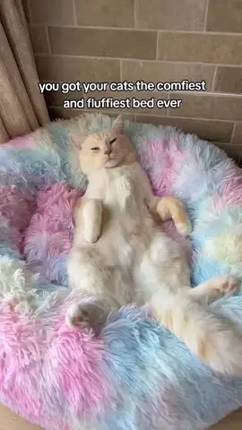 my babiesss 🥹💕 #petbed #roundbed #donutbed #fyp #catlovers #PetsOfTikTok 