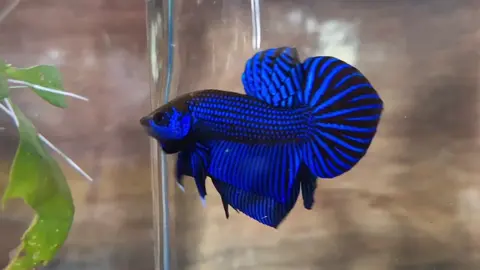 ปลากัดป่ามหาชัยพัฒนาสีน้ำเงิน