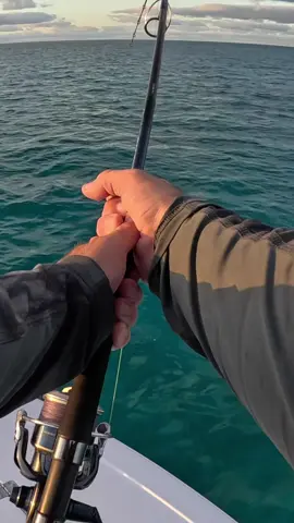 That sweet sweet sound 🎶🎶😍 @Daiwa Australia #fishing #foryou #fish #greatbarrierreef #australia #fishtok #fishingtiktoks #fishingtiktok #fyp #reef 