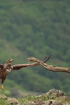 #you #ma #🔥 #🦅 