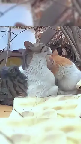 “One day,I will protect her for life in the name of a knight.”#tiktok #fyp #foryou #animals #cat #lovestory 