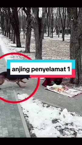 anjing penyelamat  #doglovers #petlovers #anjingpenyelamat👏👍 #fypシ゚viral #foryourpage 