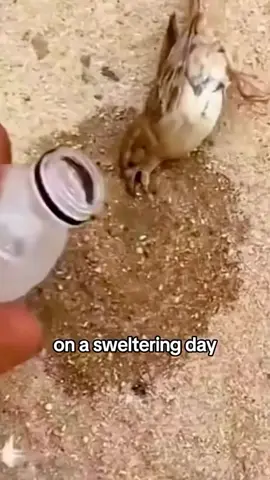 #animais_de_estimação #animais #animaisnotiktok #direitoanimal #animaisengraçados #resgate #passaro #bird 