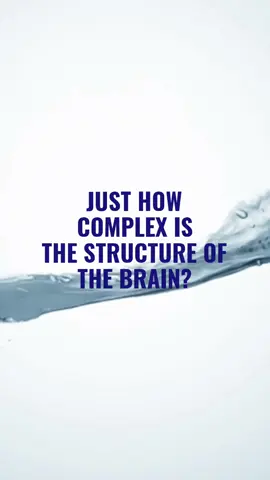 Just how complex is the structure of the brain? Until now, we have only had crude estimates. Harvard neuroscientists teamed up with Google researchers and changed the game (Shapson-Coe & Januszewski et al. Science 2024). #brain #brainstructure #complexityofthebrain #complexity #Science #brainresearch #brainscience #humanbrain #neurons 