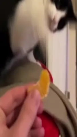 #osamasonk #boolymon #lazerdim700 #fyp #foryoupage #xyzbca #dc #perc40 