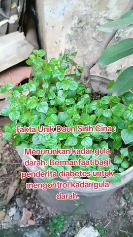 Daun sirih cina sebagai obat alami  diabetes #obatdiabetes #obatdiabetesalami #obatdiabetesherbalampuh