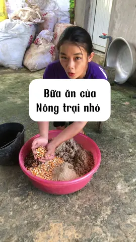 Thức ăn của ngan gà vịt ☺️mọi người hay cho ăn kiểu gì ☺️🥰#xuhuong #mebimxaykenh #cuocsongthuongngay #xunghuong 