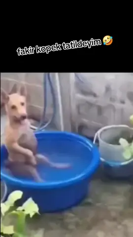 tatil yapiyom fakir kopek#🤗🤭😉😄😊 #🕺💃🏿🎼🎤🥰😍 #🤗🤭😉😄😊 #viraltiktok #kesfetteyiz 