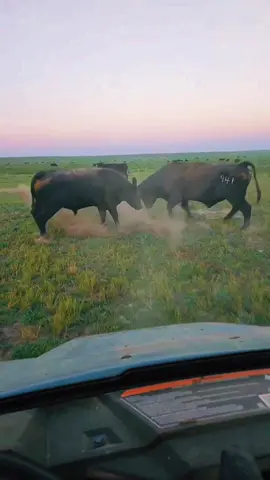 An innumerable amount of cows out here to fuck and you two just fuck with each other. #eatbeef #agtok #cowtok #rancher  #ranching #livestock #cattle #agriculture #calves #cowcalf #cows #beef #fyp #foryou #foryoupage #viral #fypシ゚viral #fypage 
