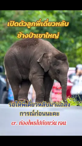 #เปิดตัวลูกพลายเดี่ยวหลับ  #พลายเดี่ยวหลับช้างป่าเขาใหญ่  #เปิดการมองเห็น #ดันฟีค #ล่าสุดเดี่ยวหลับหายตัวเงียบ #fcรอคําตอบยุนะคะพี่เดี่ยวรีบๆมาเคลียร์ค่ะ 