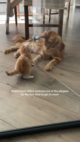 She loves her mama 🧡 #mainecoon #kitten #mainecoonkitten #kittentok #cutekitten #foryou #fyp 