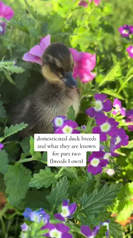 duck breeds and what they are most known for 🦆 #ducktok #ducksoftiktok #ducks #duck 