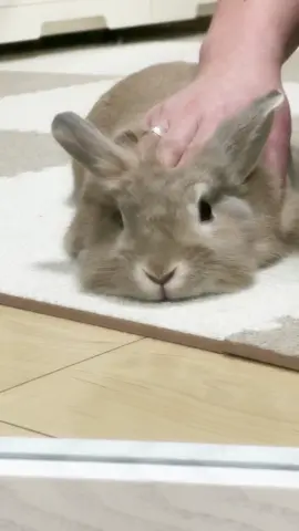 しかのこのこのここしたんたん #うさぎ #うさぎのいる生活 #ライオンラビット #ライオンラビットのいる生活 #ペット #ペットのいる暮らし #ふわもこ部 #ふわもこ部うさぎ #しかのこのこのここしたんたん 