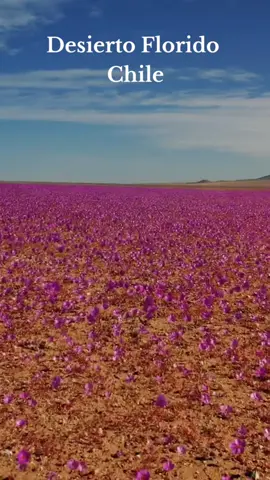 Cada cierto tiempo el desierto más árido del mundo se llena de flores 🌺 Este hermoso acontecimiento ocurre en la Región de Atacama 🇨🇱 Créditos 📸 @cimmastudios  #chilenosviajando #chile #nortedechile #travelchile #viajeros #travel #viajar #photography #photo #naturaleza  #paisaje #viajeroslover #naturelovers #Outdoors #trekking #adventure #viral #fyp #parati 