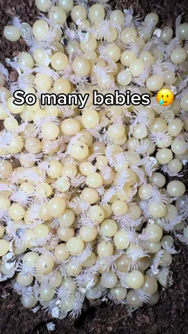 Taking my poor Tarantulas eggs away 😢😱🥚 - - - #tarantula #tarantulas #spider #tarantulasofinstagram #arachnid #tarantulalove #spiders #tarantulasoftheworld #tarantulakeeper #spidersofinstagram #arachnids #arachnidsofinstagram #worldwide #tarantulalovers #tarantulapet #exoticpets #tarantulasofig #vogelspinne #nature #fang #gang #spidersoftheworld #legs #theraphosidae #macro #tarantulaofinstagram #photography #arachnophobia #tarantulaworld #vogelspinnen #fypシ゚ #blowthisup #fyp #viral