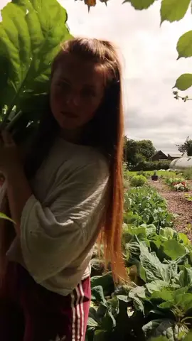 How on earth can I compete with supermarkets that sells carrots for 59c, or was it designed that way for a reason.  Remember, quality over quantity 👌  #foodforthought #foodgrowing #organicgardening #organic #produce #horticulture #nodig #chemicalfree #pesticidefree #homegrown #sustainable #seasonalfood #supportlocal #locallygrown #nofarmersnofood 