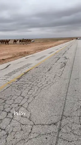 لا بغيت اسج عن حبها واسلى واتوه ‏ذعذع الغربي بذكرى تعودني وراء.. . – متعبات الصفر جعل ربي يطرح فيها البركه #عطايا_الله🐪 #الصمان #الابل #متعبات_الصفر #الابل_عطايا_الله_عشاق_البداوة_🐪😍 #الصفر🐪 #الذود #مشاءالله_تبارك_الله #الصياهد #السعودية #الكويت #اكسبلور #بدو 