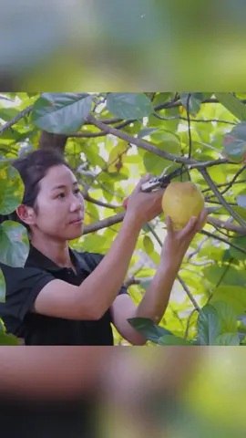 Harvesting Pears #harvest #fruit #fyp #foryo 