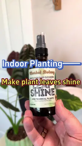 #garden #gardening #indoorplants #houseplants #indoorgarden #homegarden #plants #leaves 