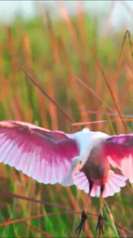 La vie en rose 💕 El llamativo color de la espátula rosada ('Platalea ajaja') viene de las ricas fuentes de pigmentos carotenoides que se encuentran en los invertebrados que consume. #espátularosada #Plataleaajaja #aves #avifauna #rosa #biodiversidad
