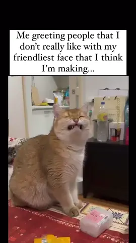 My spirit animal. #cat #mood #introvert 