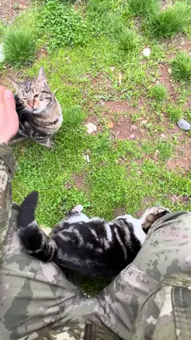 BİR KEDİ SEVDASI #🥰 #KOMANDO #TURKASKERİ #uzmancavuş #pöhözelharekat🇹🇷 