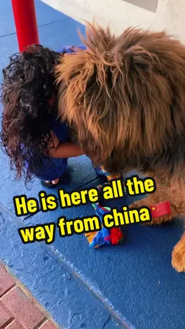 Da Piao liang “ A.K.A SCAR - He has finally arrived safety from china 🇨🇳 my world is complete ! #reels #fypage #fyp #tibetanmastiff #viral #thelionking #SCAR #china #dogs #dog #doglife @picturemeagoat @ANDREA SHANNON 