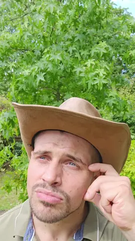 Haie Persistante (Evergreen Hedge) 🌿🤠 1️⃣ Ilex 'Nellie Stevens' 2️⃣ Osmanthus fortunei  3️⃣ Prunus lusitanica  #ilex #osmanthus #prunus #haie #hedge #evergreen #idea #garden #plants #Home #nature #low #maintenance @lesjardinsdeloise