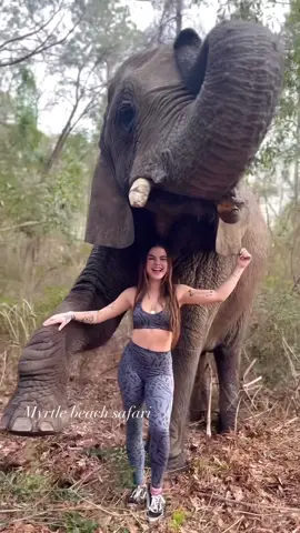 I’m the last of my kind💪🏼❤️💯 • • • #elephant #savetheelephants #myrtlebeachsafari #elephants #elephantlove #exoticanimals #Elephantidae #animals  #animalsaddict #animallover #cuteanimals #funnyanimals #riolilly #rioandbubbles #cuteanimal #myrtlebeach #explorepage #BestFriends 