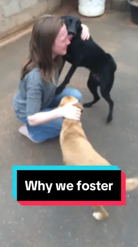 I fall in love with every single one. My heart shatters every time. But it’s not about me. It’s about them. (And this was just a few of them).  #fosteringsaveslives #rescuedog #rescuedogsoftiktok 